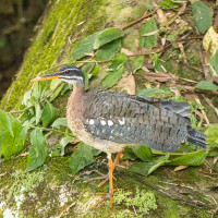 Sunbittern